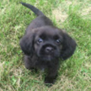 Meet your Posher, Alissa